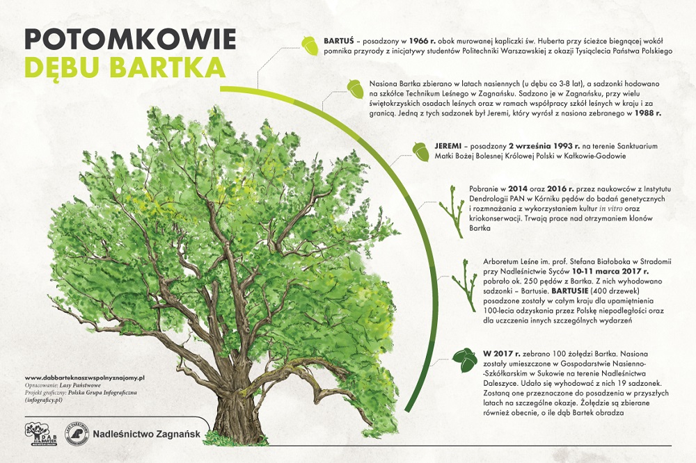 dab bartek infografika lasy panstwowe • ekoetos.pl