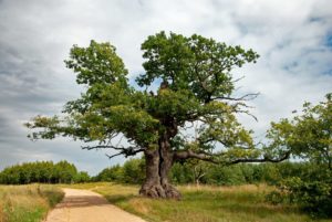 Polski dąb Dunin ogłoszony Europejskim Drzewem Roku