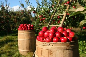MRiRW ogłasza pomoc dla producentów jabłek