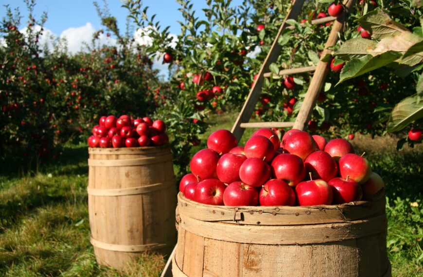 MRiRW ogłasza pomoc dla producentów jabłek