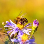 Urząd marszałkowski w Opolu pomaga pszczołom