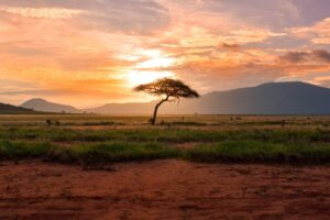 Drzewo o wschodzie słońca (Kenia, Afryka)