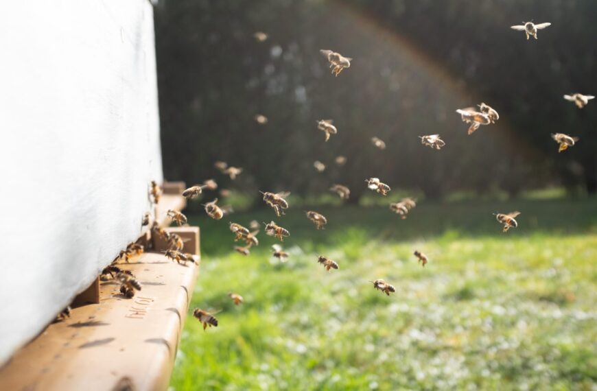 Pszczoły lecące do pasieki na tle zielonej trawy oświetlonej promieniami słońca