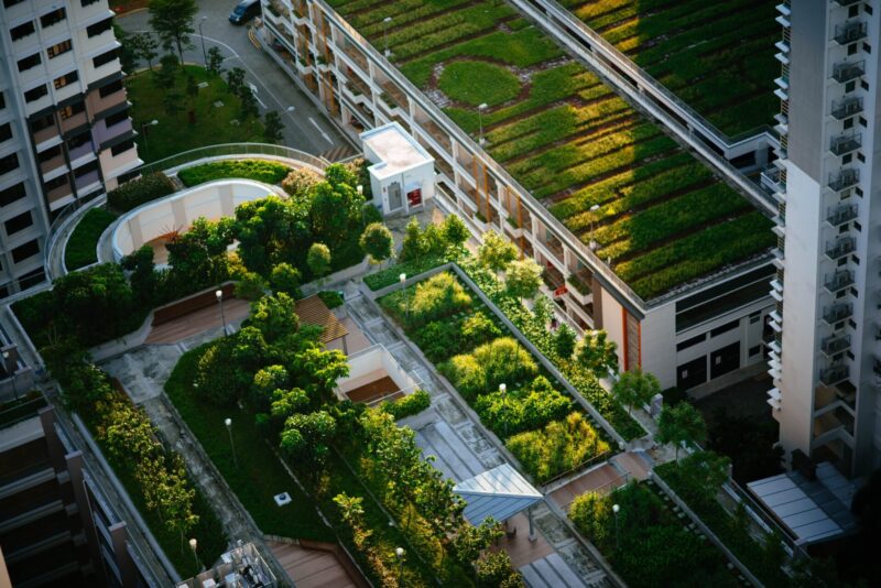 Widok z lotu ptaka na dachy budynków pokryte drzewami i zieloną roślinnością