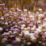 Łąka pełna białych i fioletowych dzikich kwiatów