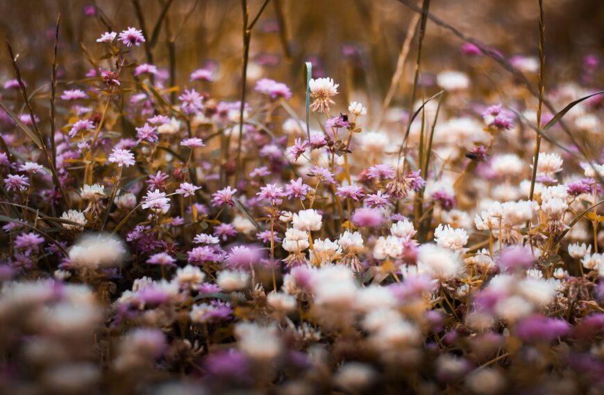 Łąka pełna białych i fioletowych dzikich kwiatów