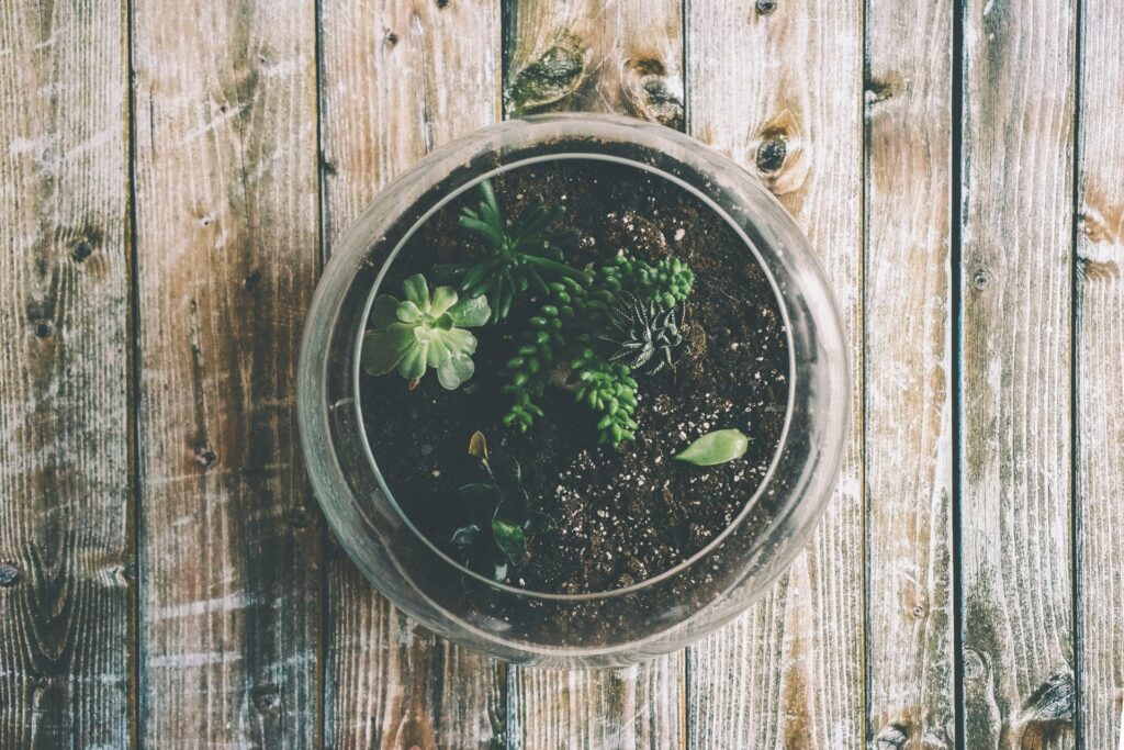 Szklane terrarium z zielonymi roślinami na drewnianym stole