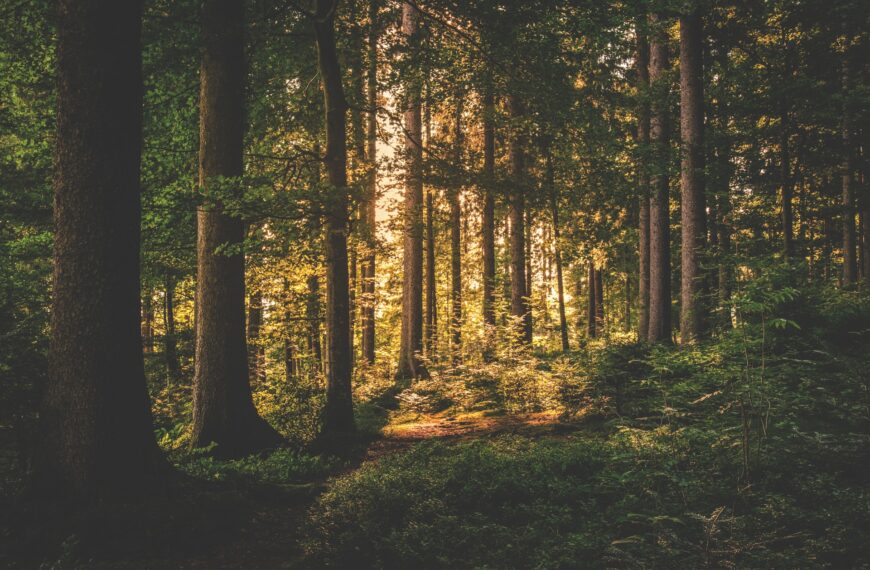 Ważne odkrycie polskich naukowców w lasach na pogórniczych hałdach