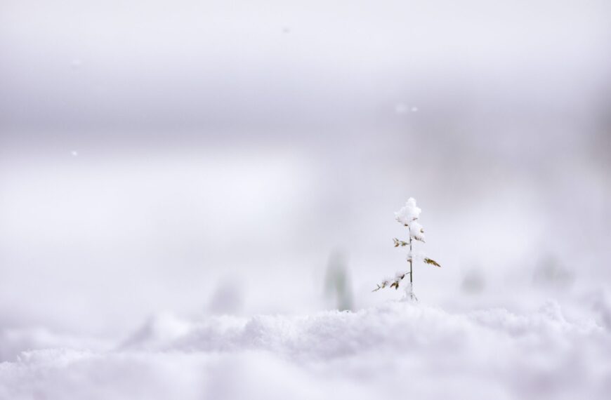 Roślina przykryta białym puchowym śniegiem