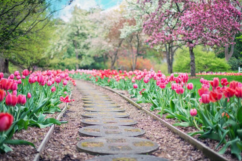 Wiosenny ogród ze ścieżką pośród drzew i różowych tulipanów