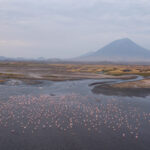 Widok z lotu ptaka na Jezioro Natron z grupą różowych flamingów