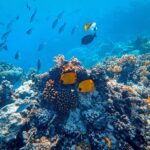 Badania UCL dotyczące raf koralowych: Czy technologia zrozumie śpiew natury?