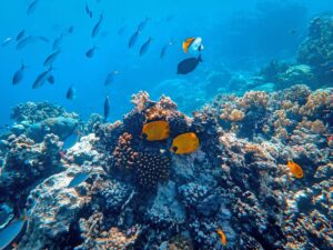 Podwodny widok na ryby i inne stworzenia pływające w okolicach rafy koralowej
