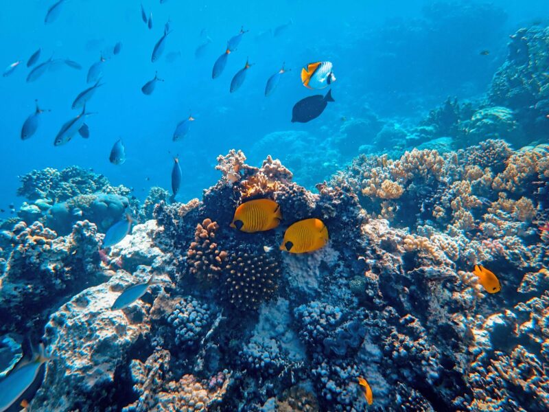Badania UCL dotyczące raf koralowych: Czy technologia zrozumie śpiew natury?