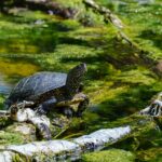 Powoli w stronę nowego domu – żółwie w Siewierzu