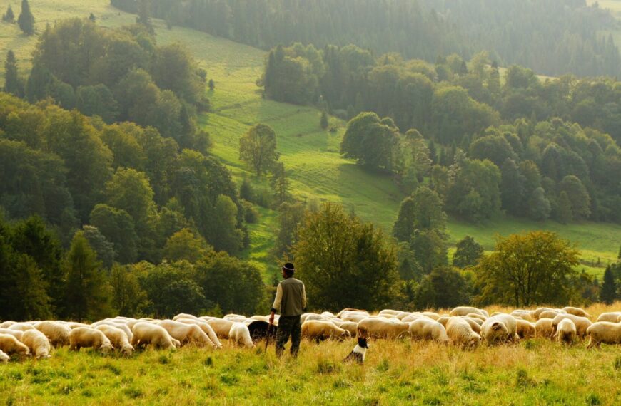 Farmer stojący przed stadem owiec na polu z zielonymi drzewami w tle