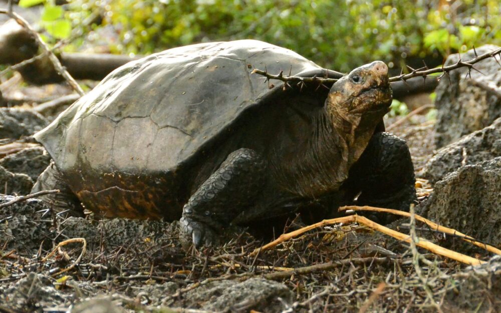 Cud z Galapagos – “fantastyczny żółw olbrzymi”