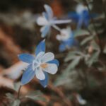 Kwiat orlika o biało-niebieskich płatkach