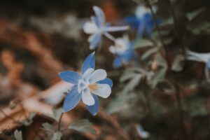 Kwiat orlika o biało-niebieskich płatkach