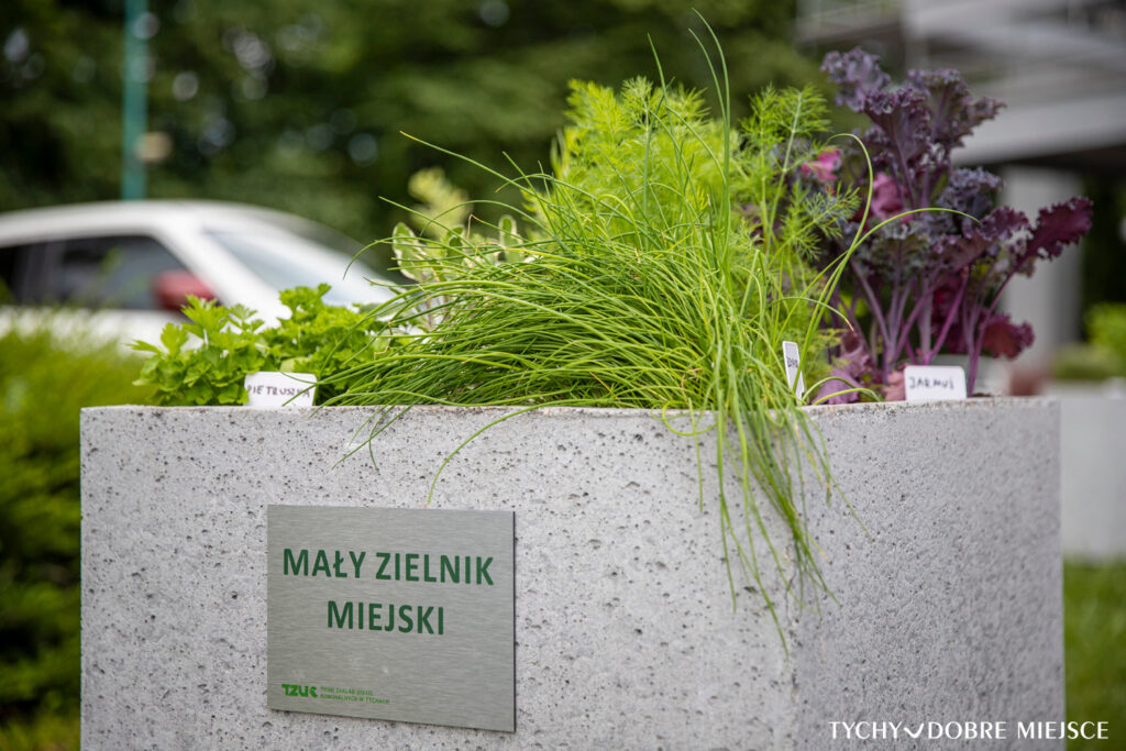 Mały betonowy zielnik miejski w Tychach z pietruszką i jarmużem