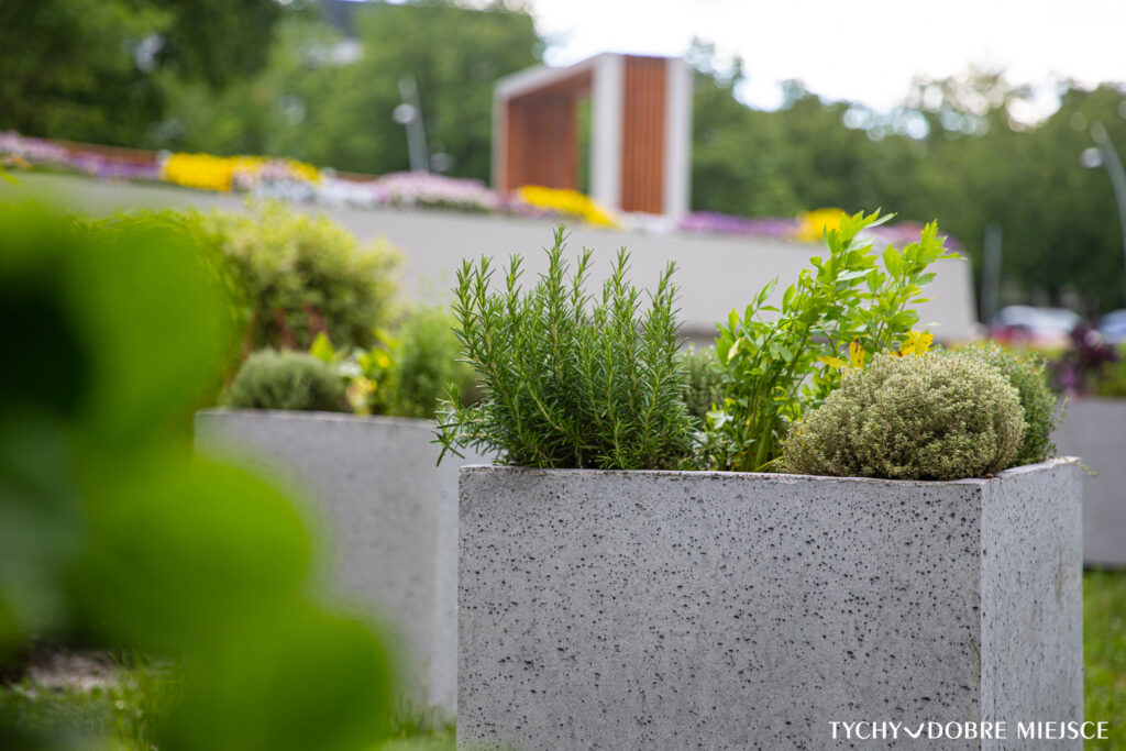 Małe betonowe zielniki miejskie w Tychach z różnymi ziołami