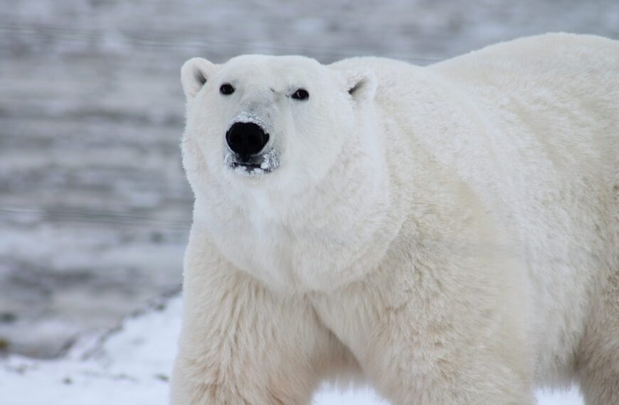 Biały niedźwiedź polarny