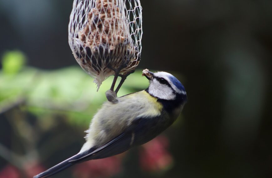 Dokarmianie ptaków — jak to robić, żeby im nie zaszkodzić?