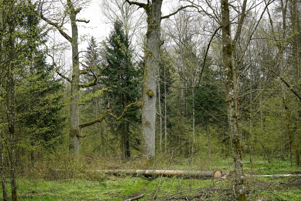 wstrzymanie wycinki lasow • ekoetos.pl