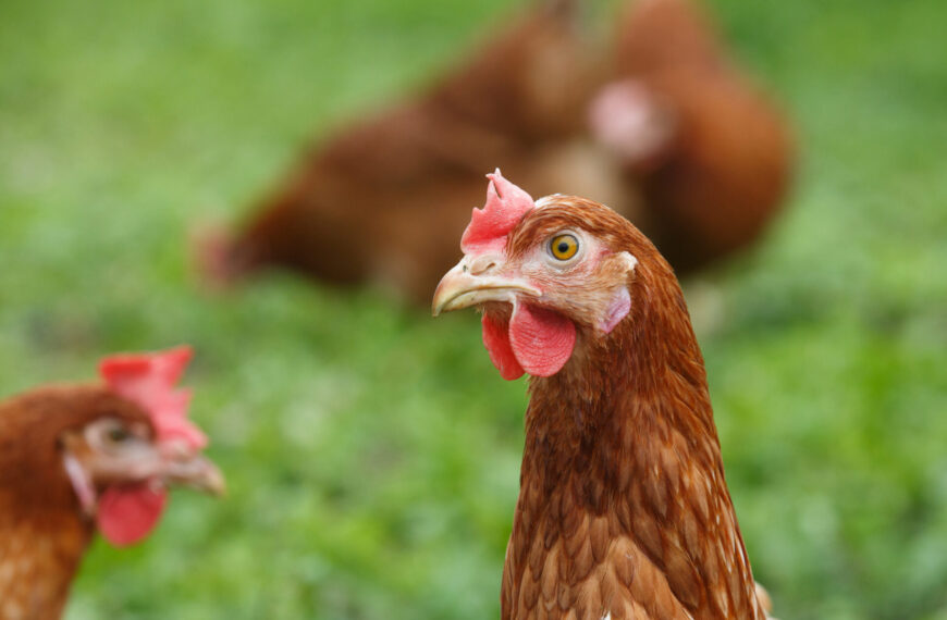 Compassion wzywa Komisję Europejską do ustawodawstwa zakazującego klatki, w celu wsparcia postępu uczynionego przez sektor spożywczy, widocznego w raporcie EggTrack 2023