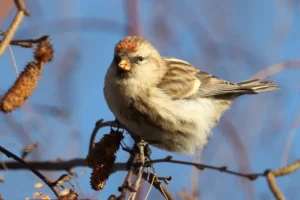 Czeczotka – ptak nietypowo ubrany w czerwoną czapkę