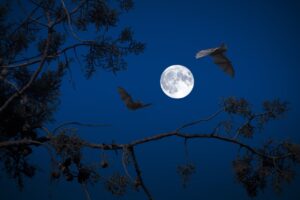 Nietoperze szybujące w nocnym niebie z pełnym księżycem w tle, symbolizujące tajemnice życia tych ssaków.