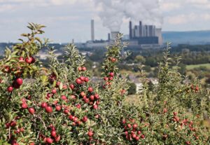 Kwitnące dzikie róże na pierwszym planie z elektrownią węglową w tle, symbolizujące debatę o przyszłości energetyki w Polsce.