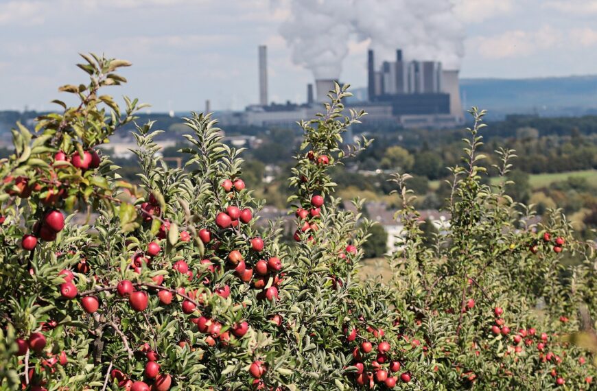 Kwitnące dzikie róże na pierwszym planie z elektrownią węglową w tle, symbolizujące debatę o przyszłości energetyki w Polsce.
