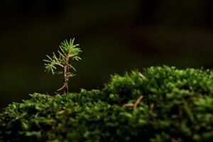 Lasy Państwowe rozdają sadzonki drzew