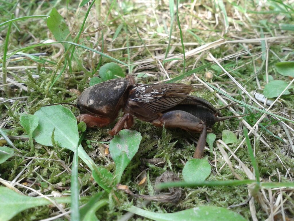Turkuć podjadek ma wrogów naturalnych