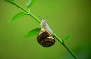 Jak znaleźć najskuteczniejszy środek na ślimaki