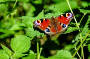 motyl