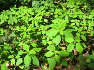 Niecierpek drobnokwiatowy (Impatiens parviflora DC.)