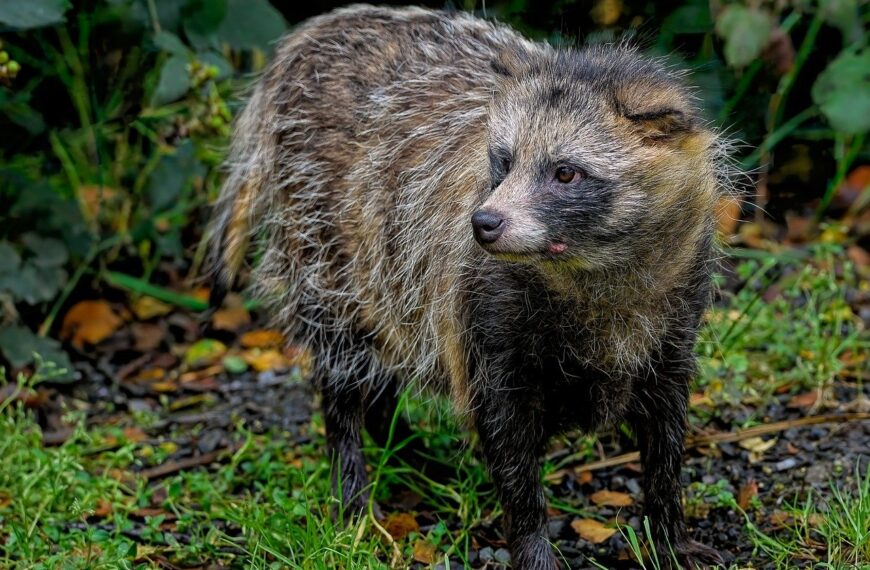 W ramach badania potwierdzono też, że małe drapieżniki - lisy, jenoty czy kuny - są w stanie przekroczyć liczne bariery na granicy.