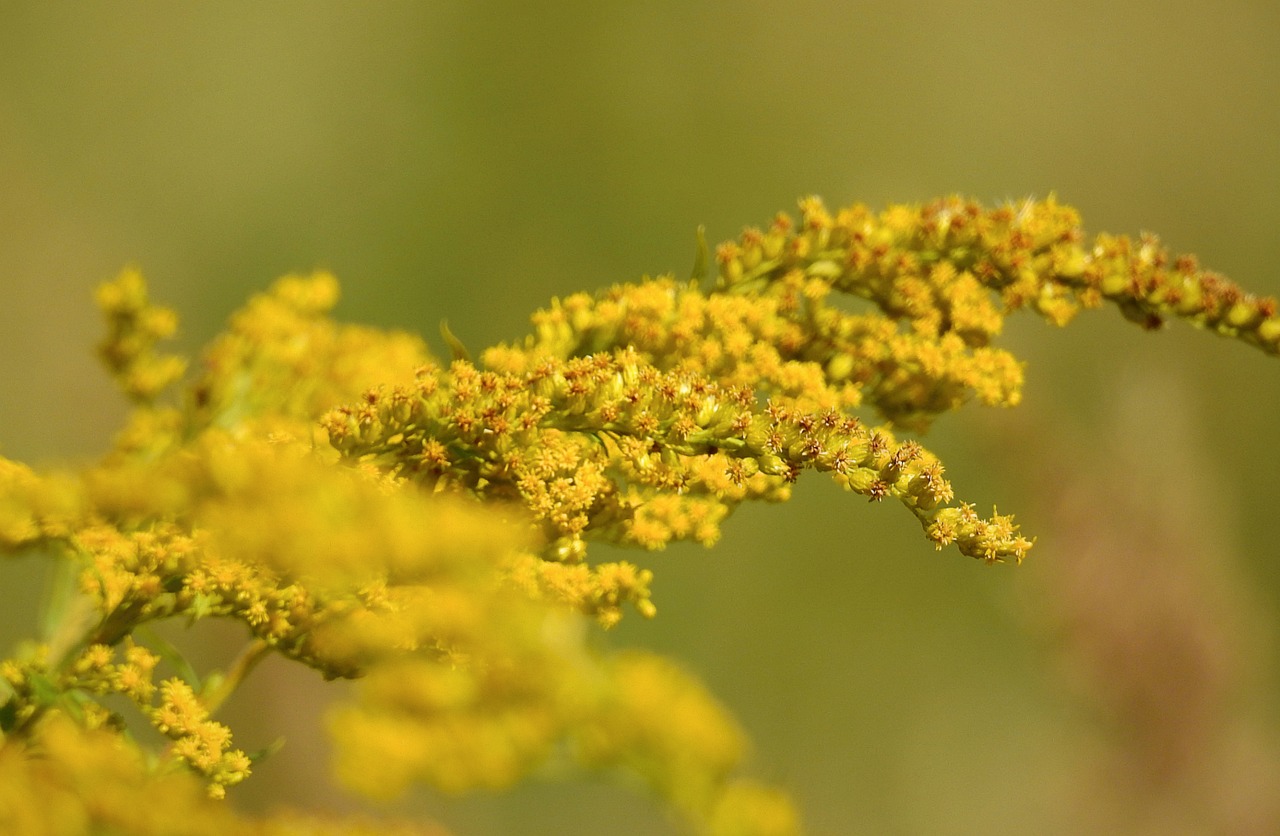 Nawłoć jest inwazyjna
