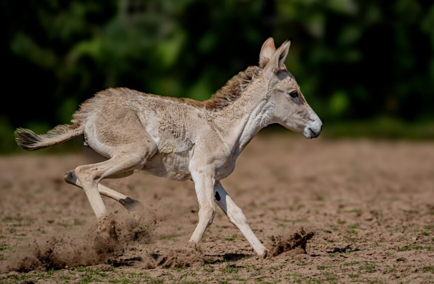 Onager perski
