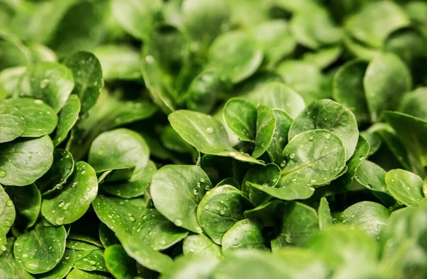 Naukowcy podsłuchują rośliny