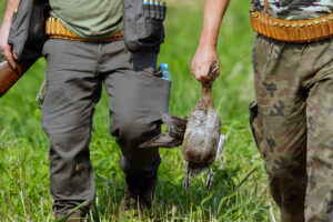 Polowania na ptaki nie mają znaczenia gospodarczego. To krwawa „rozrywka” lub jak wolą mówić myśliwi – „misterium”
