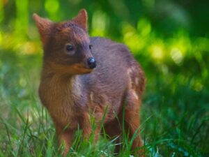 Samiczka pudu plebiscyt
