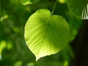 NATUREisFUTURE