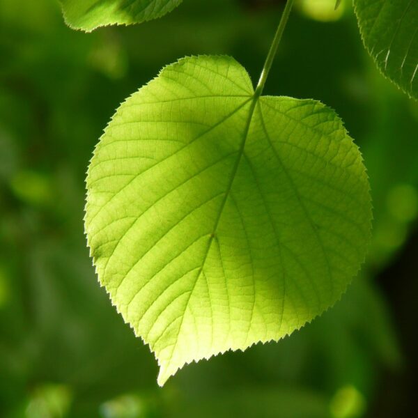 NATUREisFUTURE