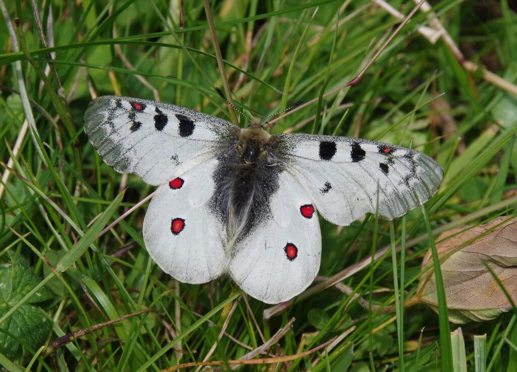 Ekspertka: nie przeszkadzajmy owadom, które przygotowują się do zimy 1 motyl bielinek