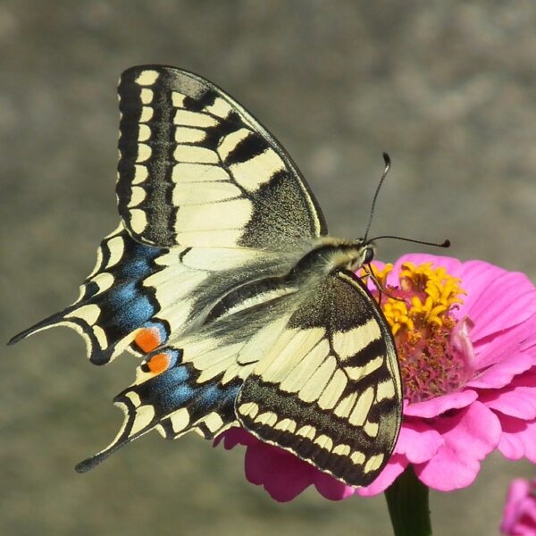 motyl