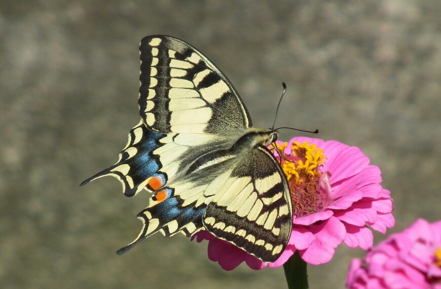 motyl