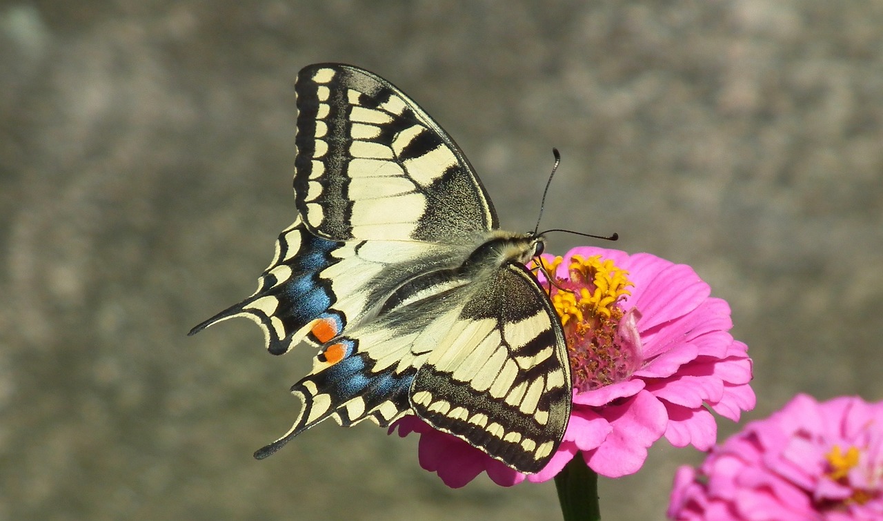 motyl